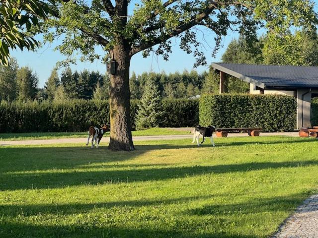 Vila Na Skraju Puszczy Hajnówka Exteriér fotografie